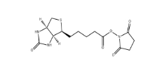 35013-72-0             N-Succinimidyl D-Biotinate         (+)生物素-N-琥珀酰亚胺基酯