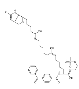 910036-44-1      甲基硫代磺酸2-[Nα-苯甲酰基苯甲酰氨基-N6-（6-生物素氨基己酰基）-L-赖氨酰胺基]乙基