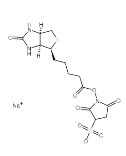 119616-38-5            Biotin-NHS, Water-Soluble        生物素 3-磺酸基-N-羟基琥珀酰亚胺钠盐