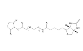活性酯聚乙二醇生物素  