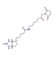 72040-63-2        NHS LC Biotin	          生物素化-epsilon-氨基己酸-N-羟基丁二酰亚胺活化酯	
