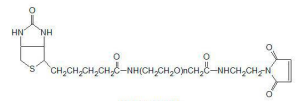 生物素聚乙二醇馬來酰亞胺  