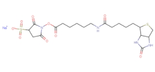 Sulfo-NHS-LC-Biotin sodium  
