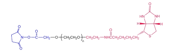 NHS-PEG1000-Biotin