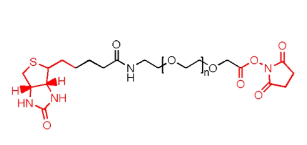 Biotin-PEG2000-NHS