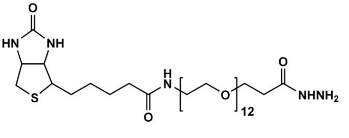 (+)-Biotin-PEG12-Hydrazide