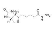 Biotin Hydrazide  