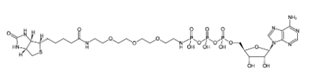 γ-[(PEG3-Amino)-imido]-ATP-Biotin  