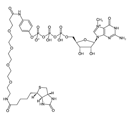 m7GTP-γ-aminophenyl-PEG4-Biotin  