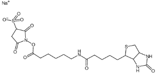 生物素酰氨基己酸-3-磺酸基-N-羟基琥珀酰亚胺酯；Sulfo-NHS-LC-Biotin sodium；127062-22-0