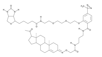 Progesterone-3-biotinyl Photoaffinity Probe  
