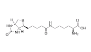 Biocytin 