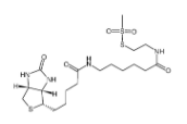 N-生物素己酰基氨基乙基甲硫基磺酸鹽	  