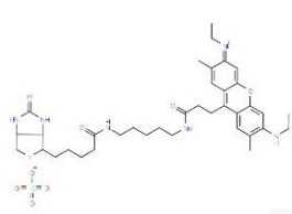 Atto 520-Biotin  