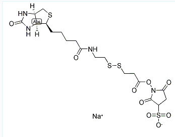 活化酯-雙硫鍵-生物素