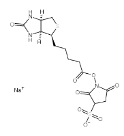 119616-38-5   Biotin-Sulfo-NHS ester     生物素 3-磺酸基-N-羟基琥珀酰亚胺钠盐  磺基琥珀生物素