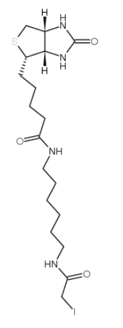 碘代乙酰基LC生物素 93285-75-7 Iodoacetyl-LC-Biotin 