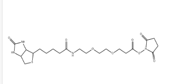596820-83-6        9-BiotinlaMino-4,7-dioxanonanoic acid N-hydroxysucciniMidyl ester	            (+)-生物素-PEG2-NHS酯	