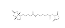 72040-63-2             NHS-LC-BIOTIN	            生物素化-epsilon-氨基己酸-N-羟基丁二酰亚胺活化酯	