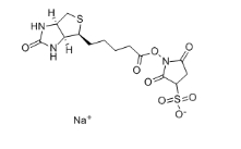 119616-38-5         Sulfo-NHS-Biotin试剂      生物素 3-磺酸基-N-羟基琥珀酰亚胺钠盐