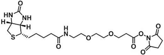 (+)-Biotin-PEG2-NHS Ester