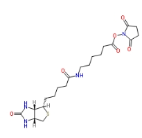 72040-63-2         NHS-LC-BIOTIN	 生物素化-epsilon-氨基己酸-N-羟基丁二酰亚胺活化酯	
