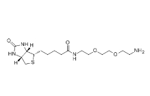 CAS号：138529-46-1;Biotin-PEG2-NH2;N-生物素-3,6-二氧辛烷-1,