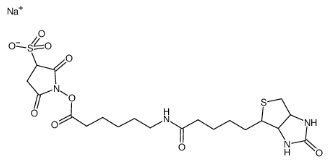 生物素酰氨基己酸-3-磺酸基-N-羥基琥珀酰亞胺酯；127062-22-0