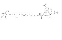 TAMRA-PEG3-biotin  2279944-59-9 四甲基罗丹明-三聚乙二醇-生物素