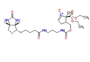 DEPMPO-biotin solution  936224-52-1 DEPMPO-生物素溶液