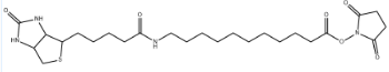 Biotin-SLC-NHS Ester；1260092-37-2