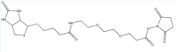 9-(生物素氨基)-4,7-二氧杂壬酸N-琥珀酰亚胺酯；596820-83-6；Biotin-PEG2-NHS ester
