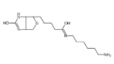 N-生物素基-1,6-己二胺	  