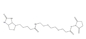 596820-83-6；Biotin-PEG2-NHS ester，9-(生物素氨基)-4,7-二氧杂壬酸N-琥珀酰亚胺酯
