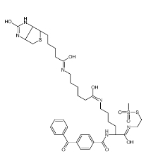910036-44-1；2-[Nα-Benzoylbenzoicamido-N6-(6-biotinamidocaproyl)-L-lysinylamido]ethyl Methanethiosulfonate