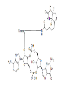  2’,3’-cGAMP-Biotin 偶联物