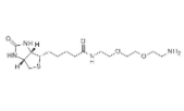 	生物素-PEG2-胺	  
