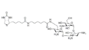 生物素氨基丙酸酯妥布霉素酰胺	 