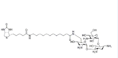 [CAS 419573-20-9]，N-Biotinyl-12-aminododecanoyltobramycin Amide，N-生物素-12-氨基十二烷酰基妥布霉素酰胺 