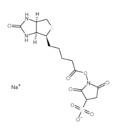 [CAS 119616-38-5]，Sulpho NHS biotin 