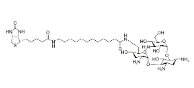 419573-20-9，N-Biotinyl-12-aminododecanoyltobramycin Amide，N-生物素-12-氨基十二烷基妥布霉素酰胺