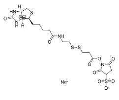 NHS-SS-biotin	   122266-55-1	     2-[生物素氨基]乙基-1,3-二硫基丙酸磺基琥珀酰亚胺酯