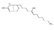 生物素-C5-胺、115416-38-1、(+)-Biotin-amine、生物素-氨基 