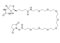 (+)-Biotin-PEG8-NHS Ester|2143968-03-8|生物素-PEG8-N-羟基琥珀酰亚胺酯