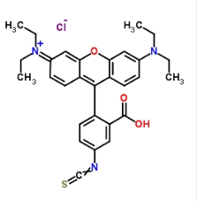 罗丹明B异硫氰酸酯/cas:36877-69-7/RBITC荧光试剂
