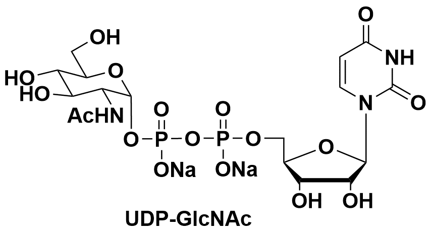 UDP-N-乙酰半乳糖胺二钠盐 91183-98-1 UDP-N-acetylglucosamine  UDP-GlcNAc