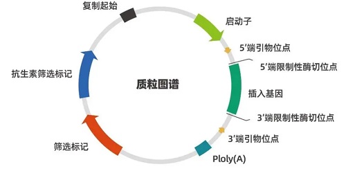 RNA体外转录载体，定制服务