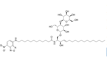 C12NBD-神经鞘氨醇  ；474943-06-1