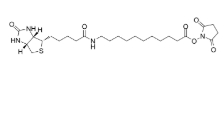 Biotin-C10-NHS Ester，cas:887628-40-2，生物素衍生物