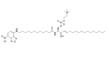 C12 NBD-SPHINGOMYELIN，cas:254117-01-6，含有NBD荧光标记的鞘磷脂化合物